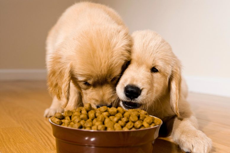 Cute Puppies Eating Kibble Dog Food