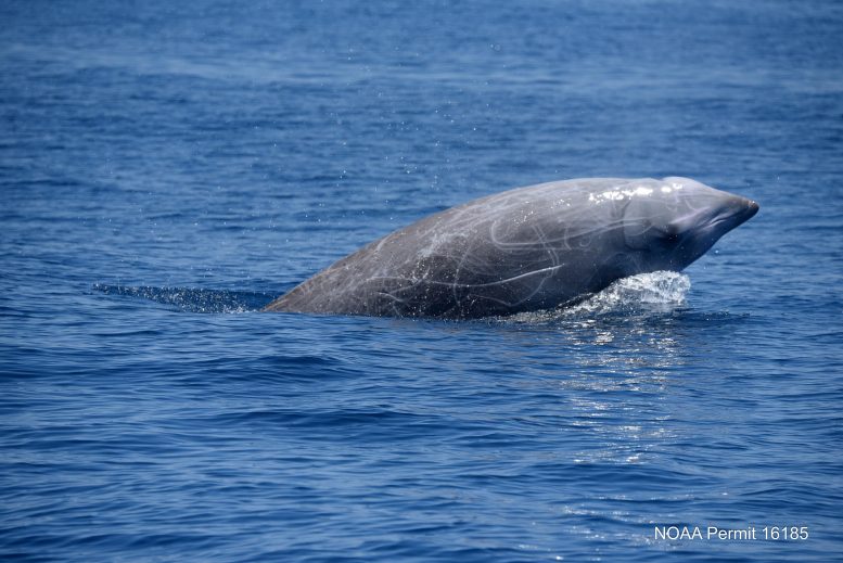 Cuvier's Beaked Whales