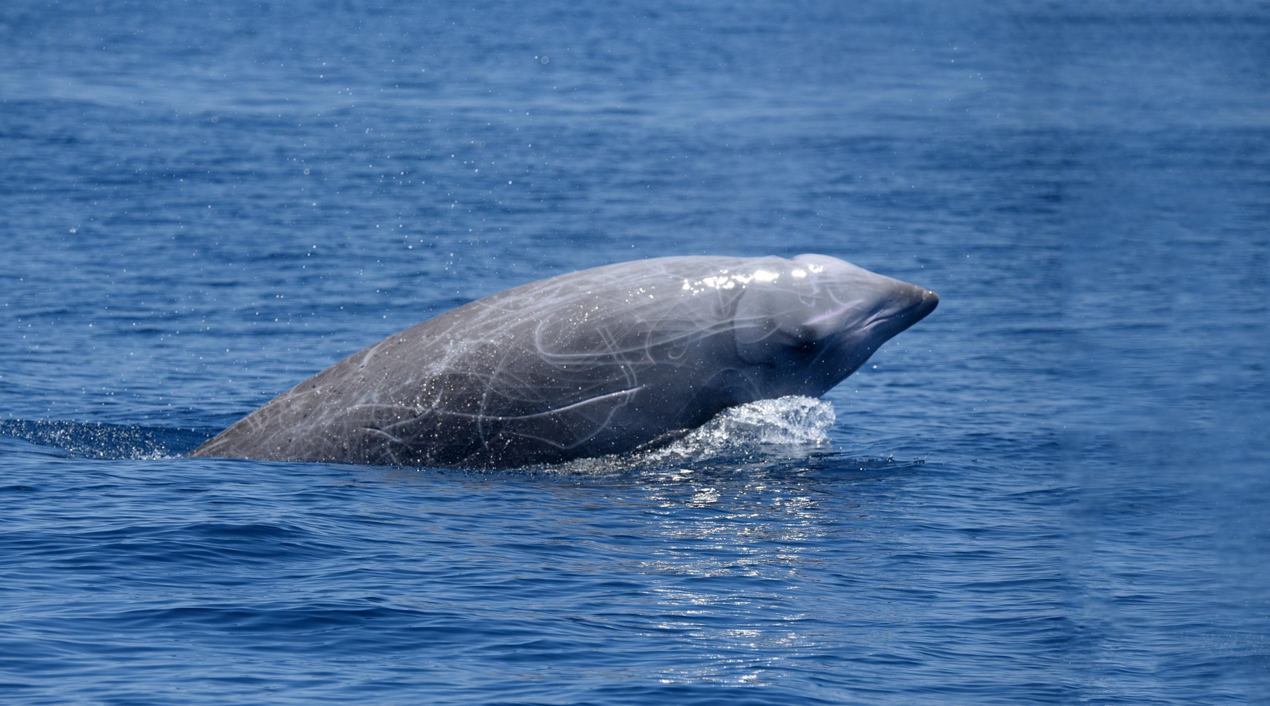 Extreme Diving in Mammals: Cuvier's Beaked Whale Breaks Record With 3 Hour  42 Minute Dive
