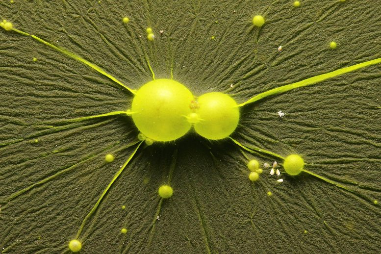 Cyanobacteria Cyanophyta Water Surface