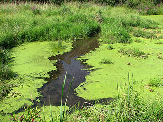 Cyanobacteria,-or-blue-green-algae