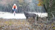 Cyclist Wildlife