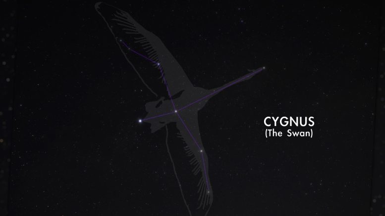 Cygnus (The Swan) Constellation Art