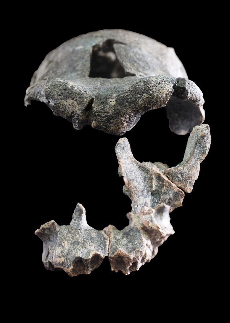 DAN5 Cranial Fragments Before the Virtual Reconstruction