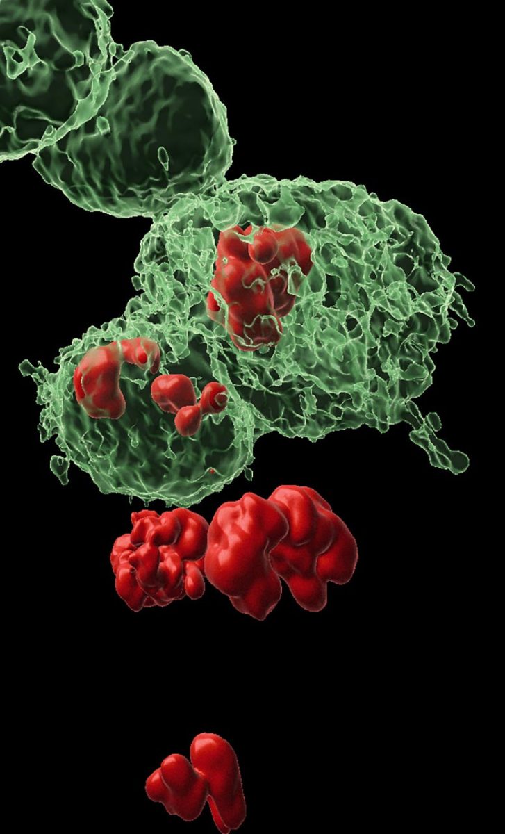 DARE and NARE Cells Driving Tissue Regeneration