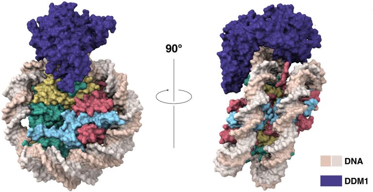 Dna Random Memory New Study Reveals How Plants Pass Down Genetic Memories