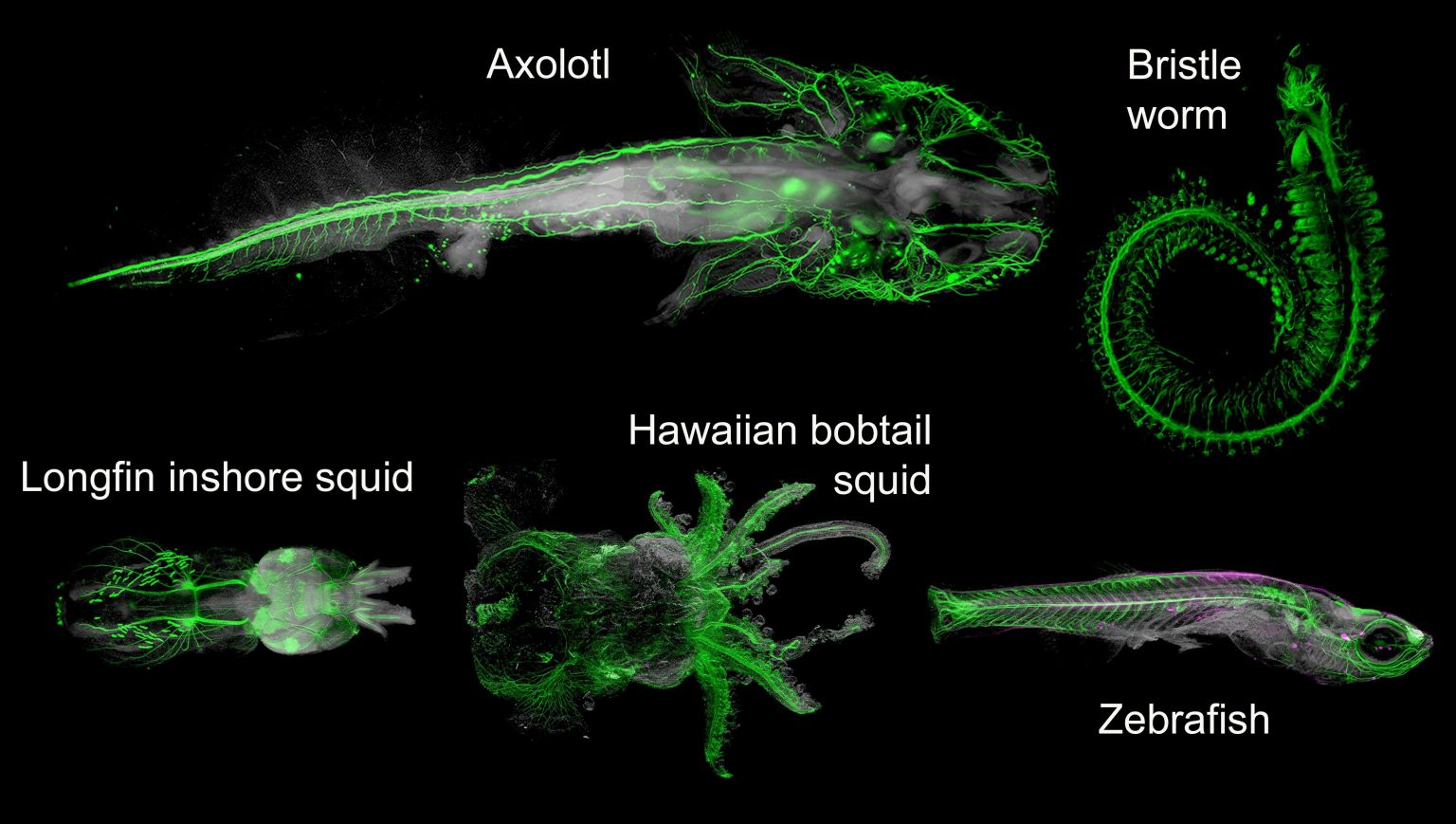 “Tissue Clearing” Technique Offers Incredible View Deep Inside Animals