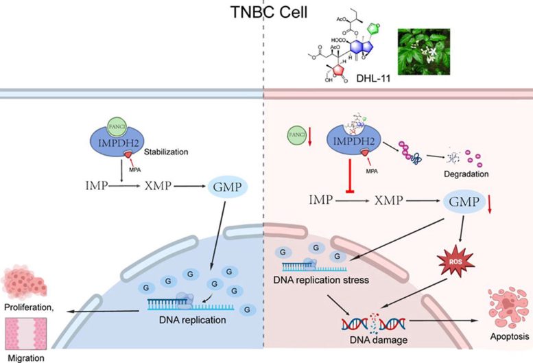 DHL 11 Triple Negative Breast Cancer