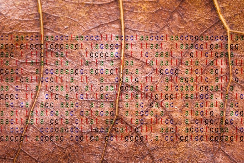 DNA Code on Leaf