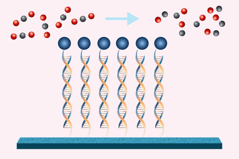 המרת פחמן דו חמצני יעיל ב-DNA לפחמן חד חמצני