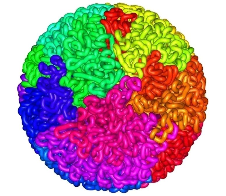 DNA Fractal Globule