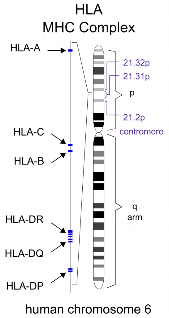 DNA HLA Code