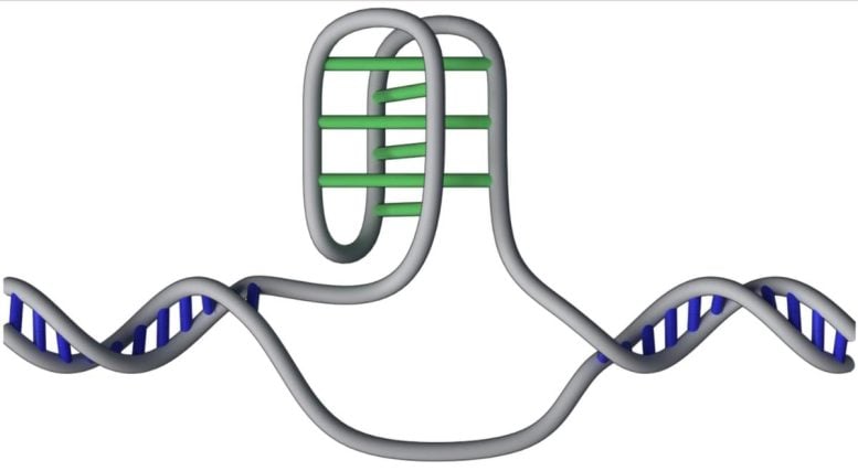 DNA Knot-Like I-Motif Structure