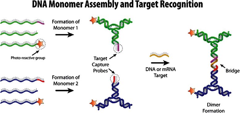 DNA Monomer Assembly and Target Recognition