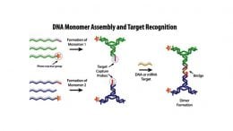 DNA Monomer Assembly and Target Recognition