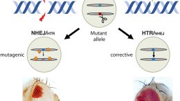 DNA Nicks Induce Efficient HTR