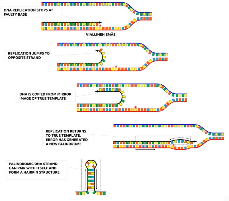 DNA replication hairpin structures