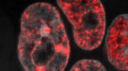 DNA Replication in Mouse Embryonic Stem Cells