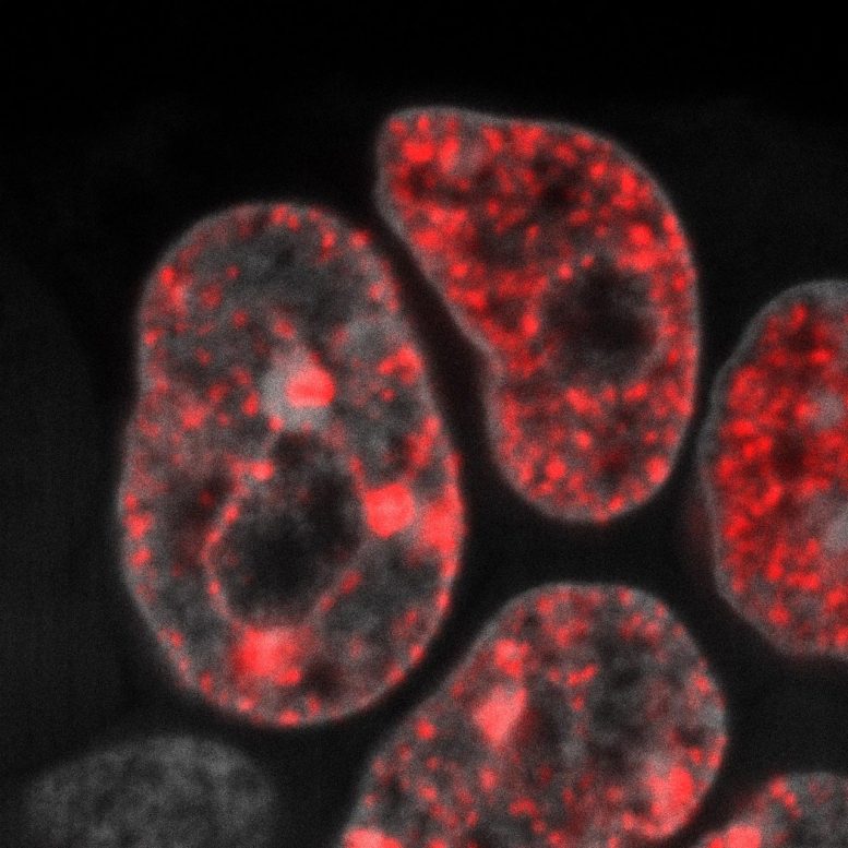 Replicação de DNA em células-tronco embrionárias de camundongo