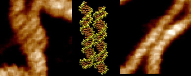 DNA Strands Zipping Together