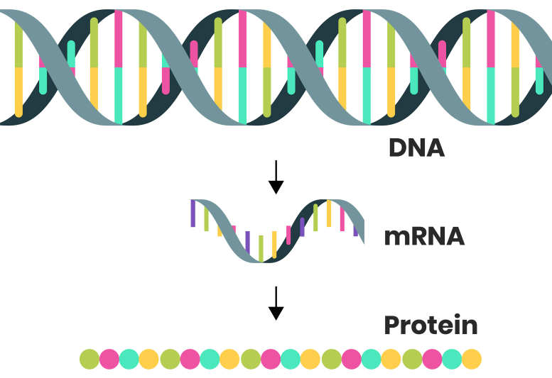 DNA mRNA Protein