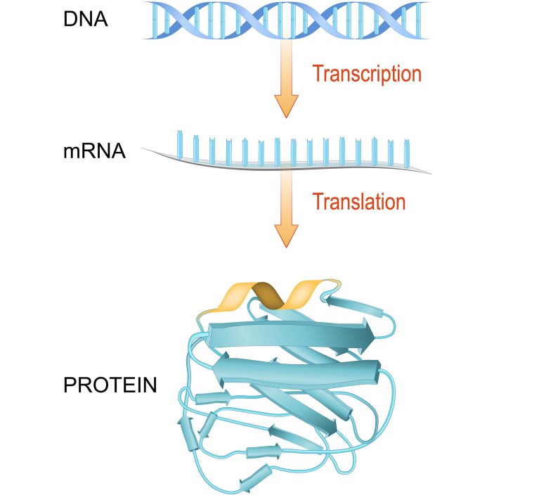 DNA mRNA Protein