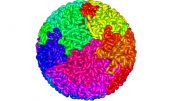 DNA packs itself tightly into a structure known as a fractal globule.jpg