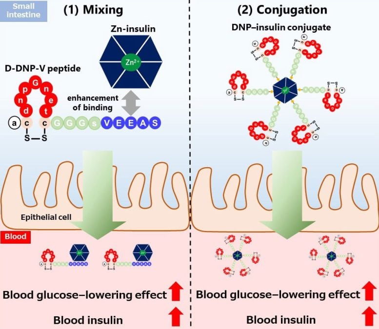 La piattaforma di somministrazione basata sul peptide DNP potrebbe supportare il futuro sviluppo dell'insulina orale.
