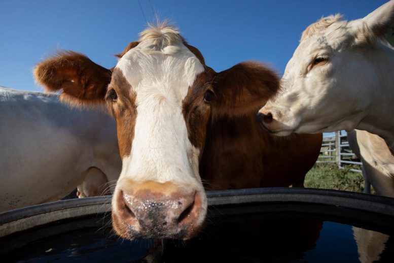 Dairy Cow