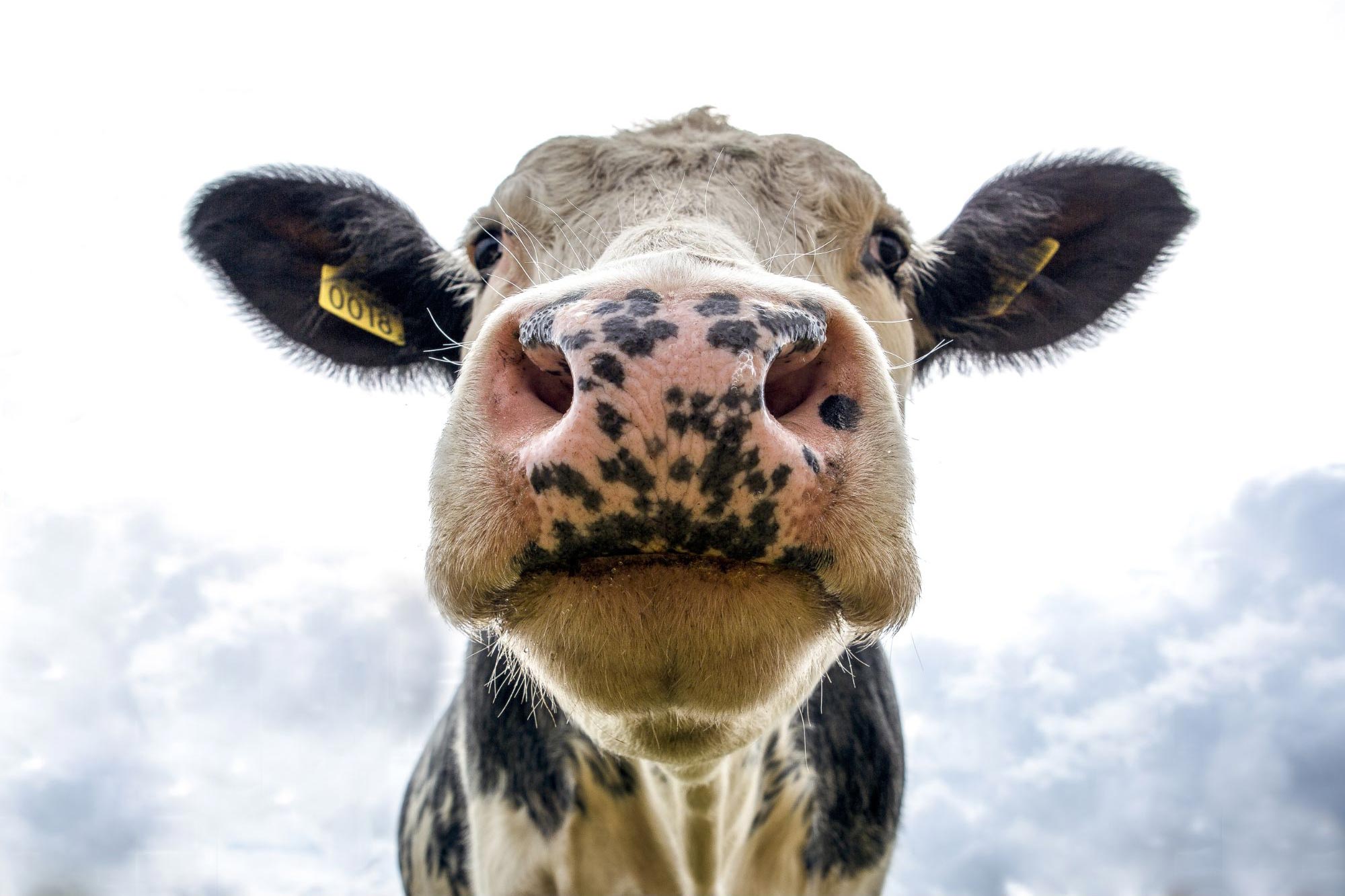 A Once-in-a-Generation Discovery Could Transform the Future of Dairy Farming