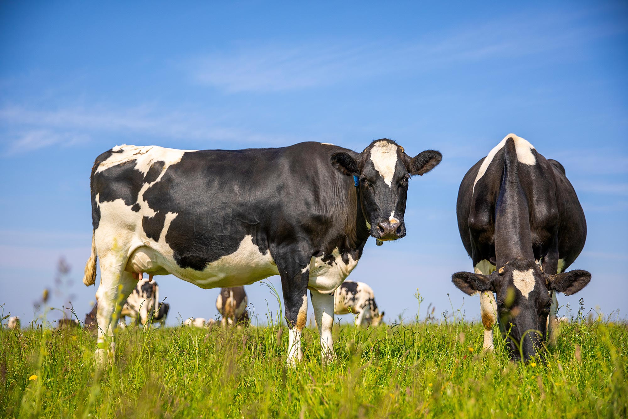 Groundbreaking “Dairy Farm of the Future” Provides Cows the Freedom of Choice