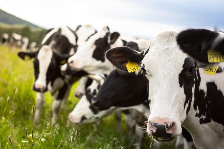 Dairy Cows Sunny Pasture