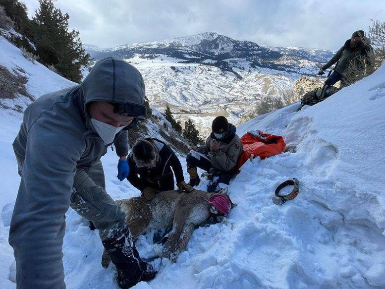 Dan Stahler Fits GPS Collar on Cougar