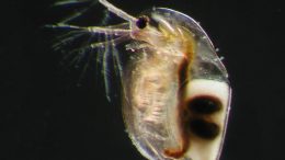 Daphnia Zooplankton