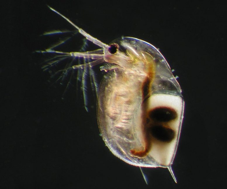 Daphnia Zooplankton