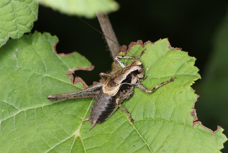 Dark Bush Cricket Pholidoptera griseoaptera