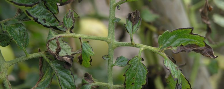 Dark Spots Leaves Pseudomonas syringae