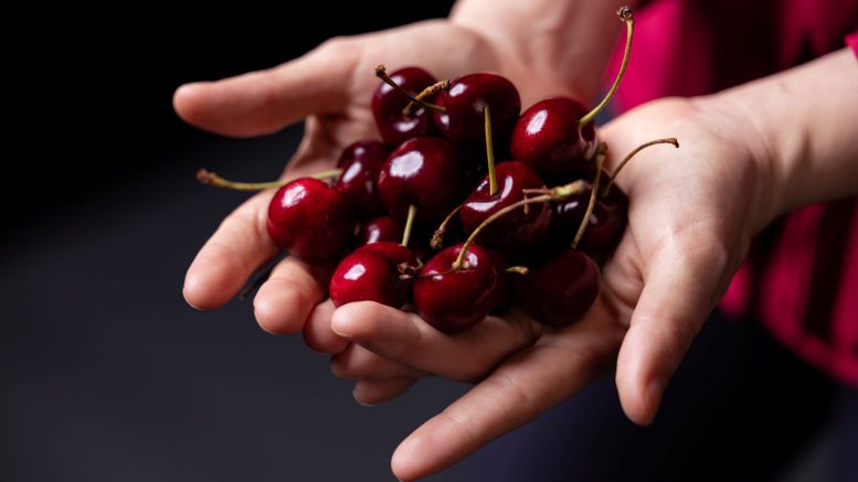 Dark Sweet Cherries