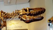 Daspletosaurus torosus Dinosaur Skull