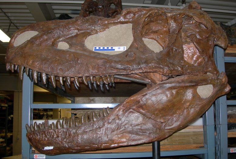 Daspletosaurus torosus Skull