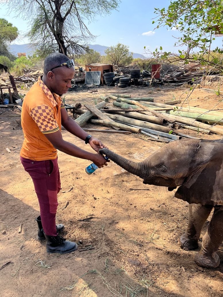 David Lolchuragi Cools a Calf With Water