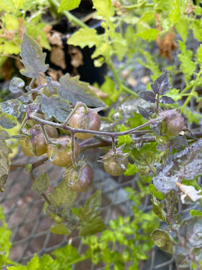 De Evolved Tomato Species From the Galápagos