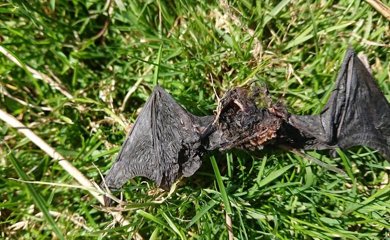 Dead Bat at Wind Farm