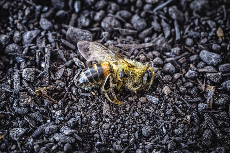 Dead Bee