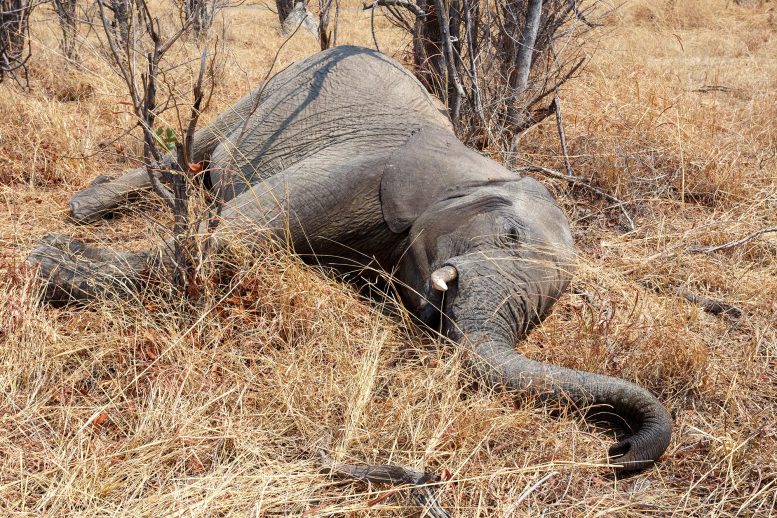 Dead Elephant Botswana
