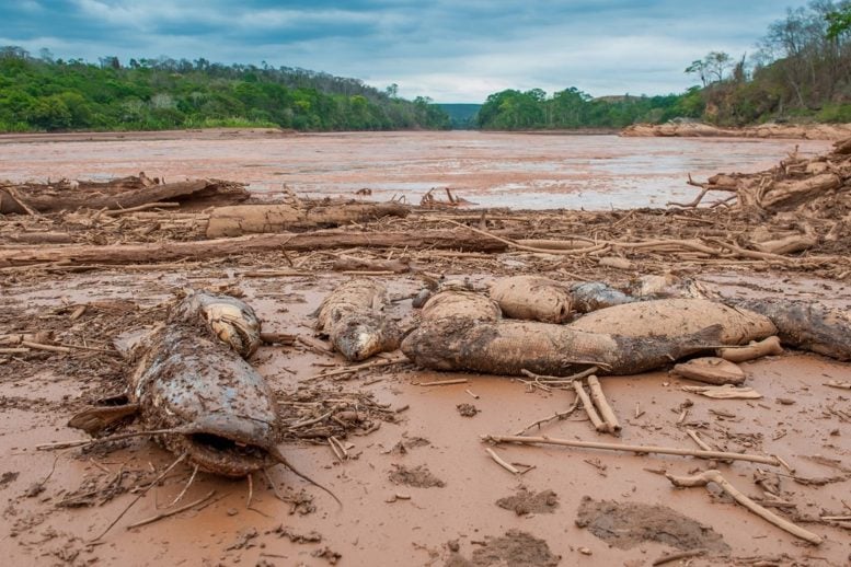 Dead fish in Marielia