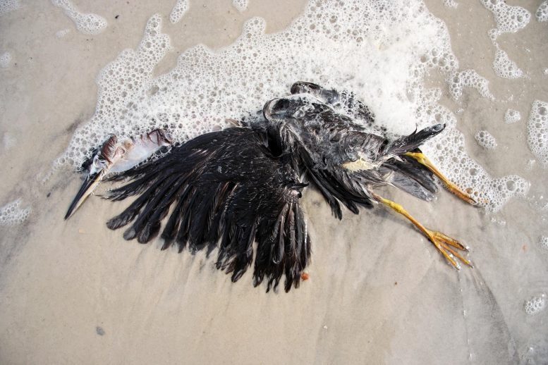 Dead Pelican on Beach