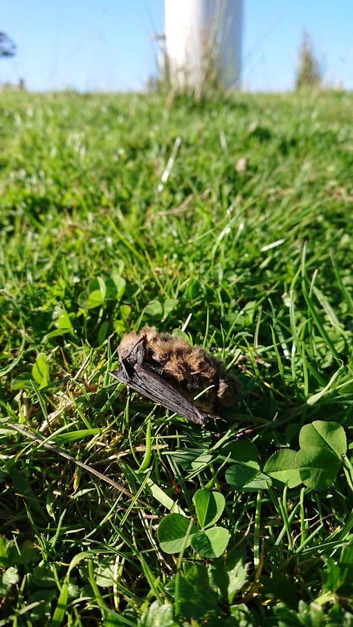 Dead Pipistrelle Bat at Wind Farm