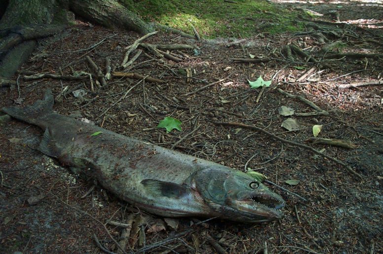 Dead Salmon
