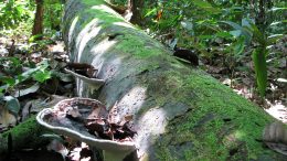 Dead Tree Trunk in Peru Rainforest